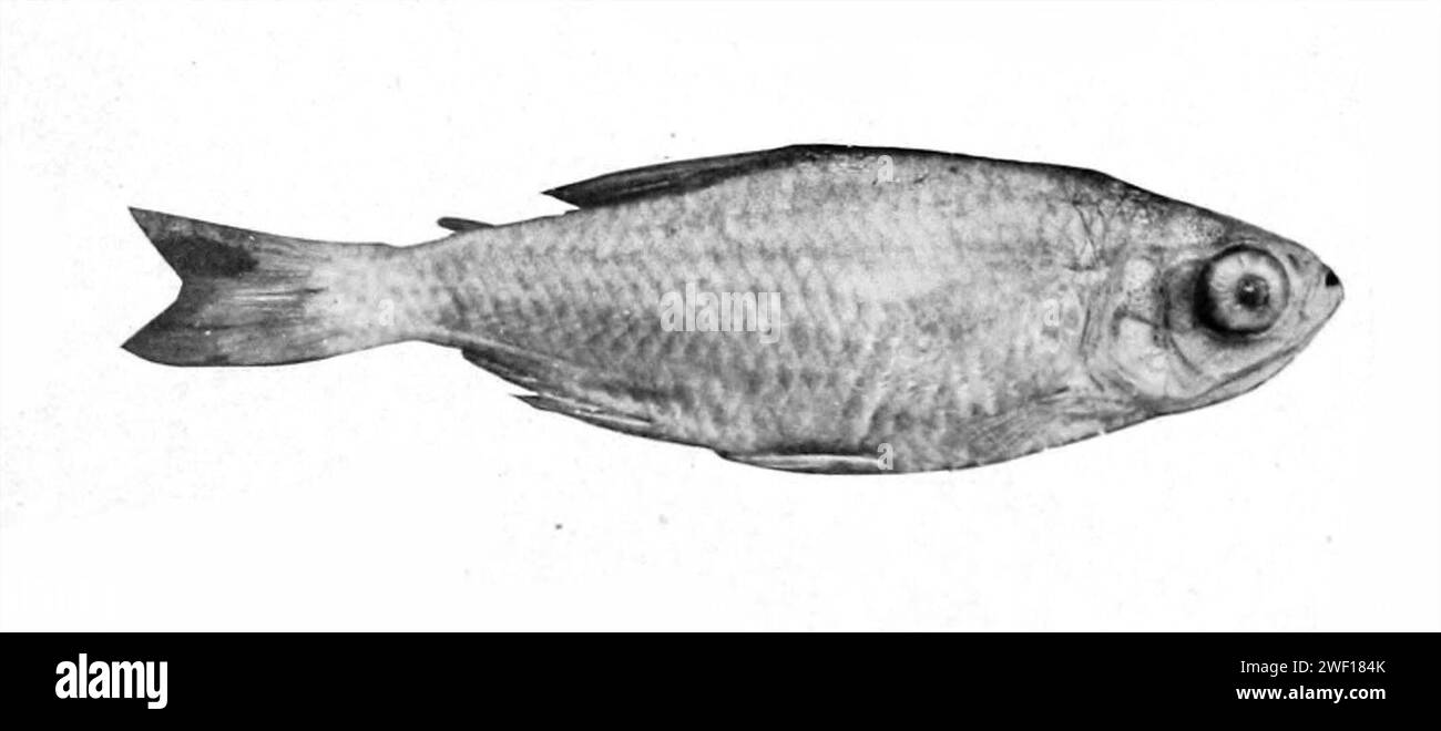 Aphyocharax rathbuni (1915). Stock Photo