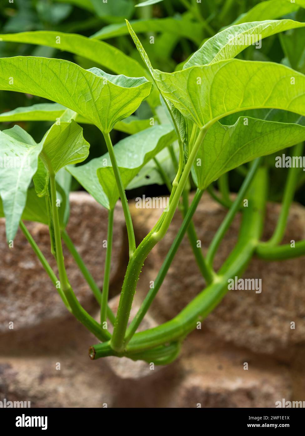 Kangkong Water Spinach, green leaf vegetable, hanging down over a rock wall Stock Photo