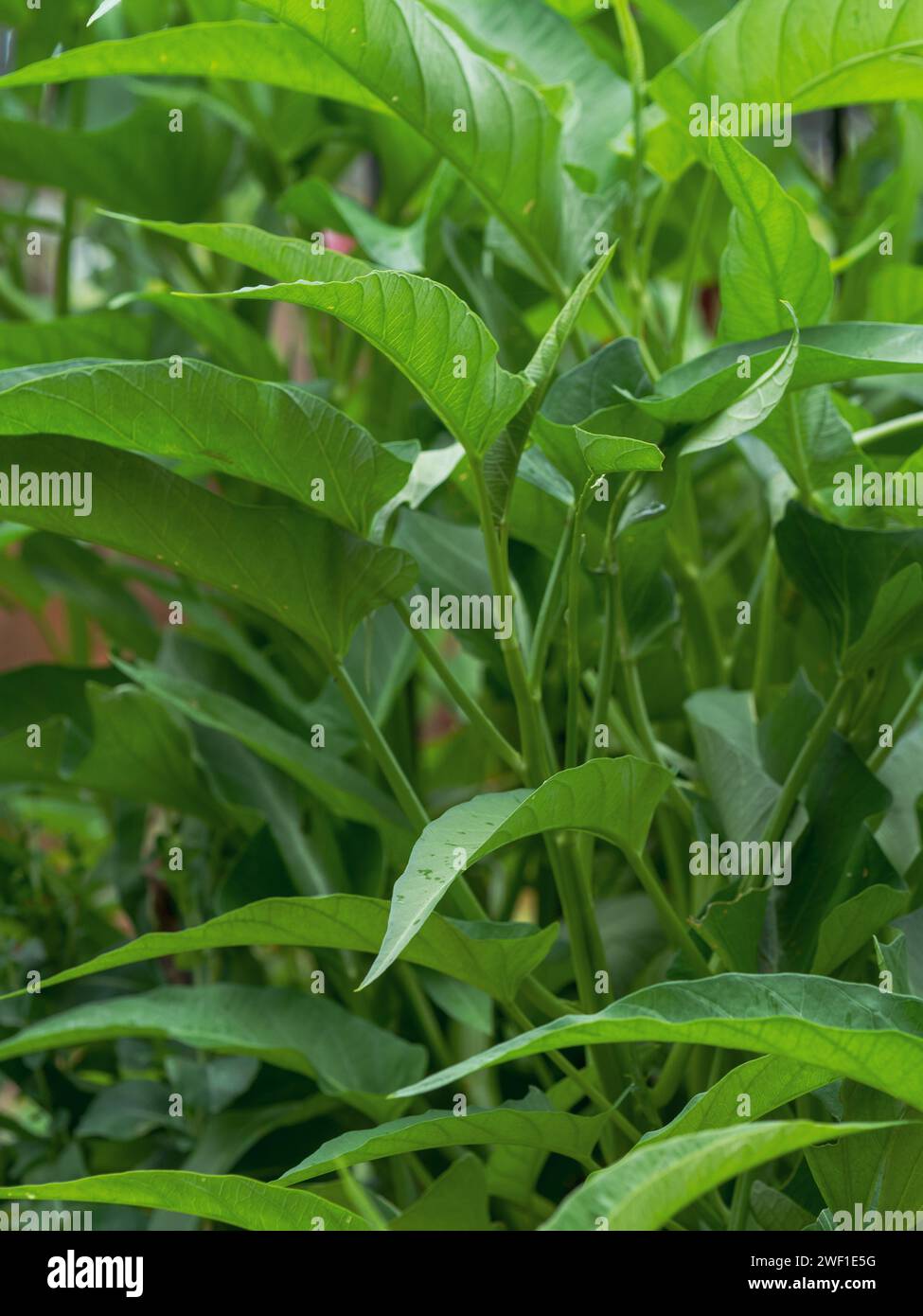 Kangkong Water Spinach, green leaf vegetable Stock Photo