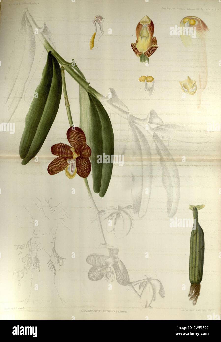 Arachnis cathcartii (as Arachnanthe cathcartii) - The Orchids of the Sikkim-Himalaya pl 278 (1898). Stock Photo