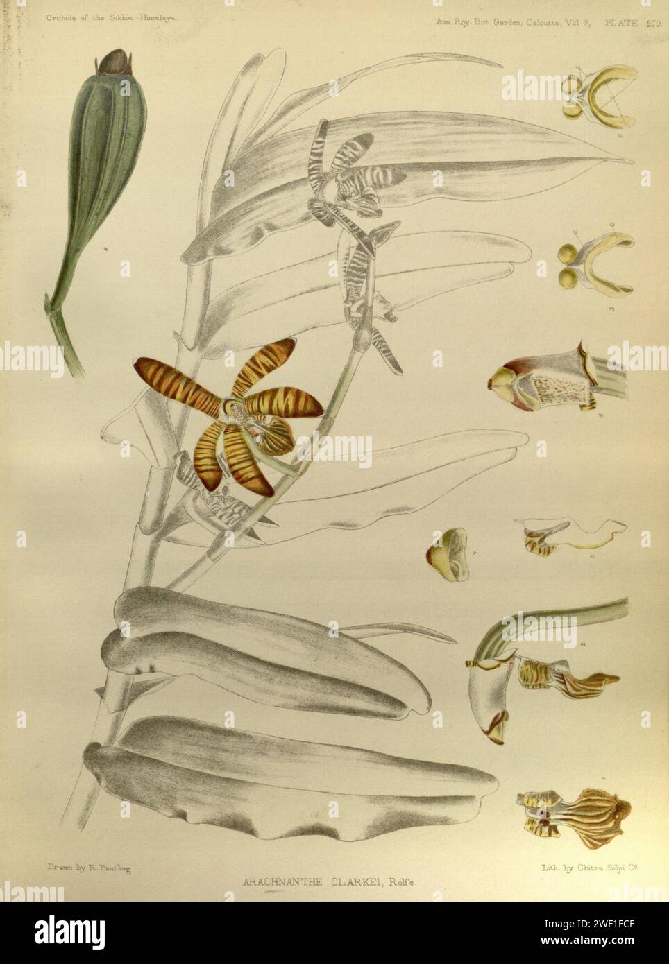 Arachnis clarkei (as Arachnanthe clarkei) - The Orchids of the Sikkim-Himalaya pl 279 (1898). Stock Photo