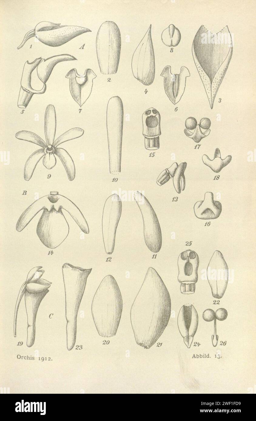 Arachnis siamensis (as Armodorum siamense) Orchis V6 pl 13 (1912). Stock Photo