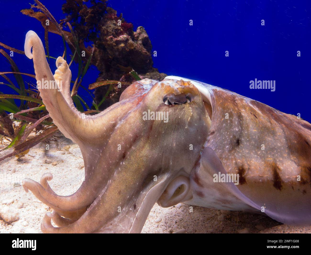 Common cuttlefish (Sepia officinalis) in blue zoo aquarium Stock Photo