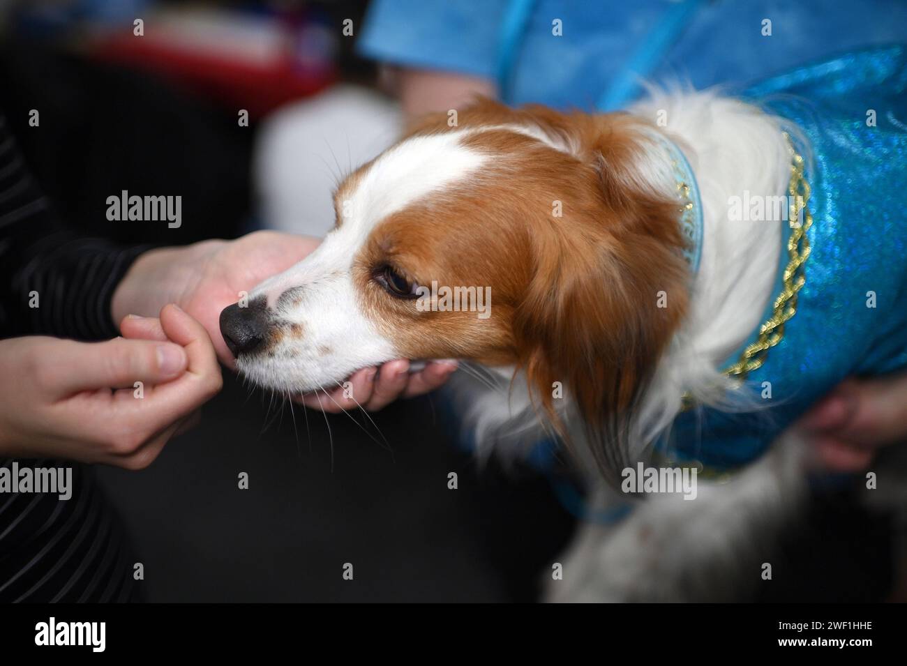 A Nederlandse Kooikerhondje named 'Torch' is presented during the AKC