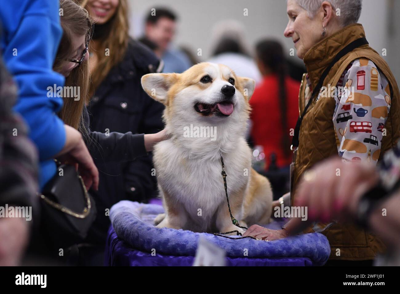 New York, USA. 27th Jan, 2024. A Pembroke Welsh Corgi named 'Eric' is ...