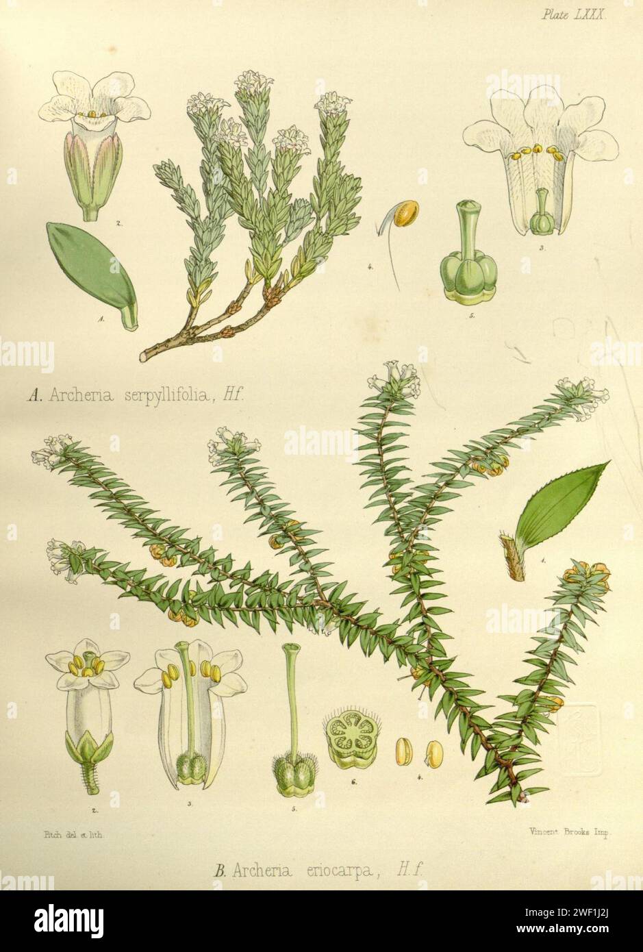 Archeria eriocarpa & Archeria serpyllifolia. Stock Photo