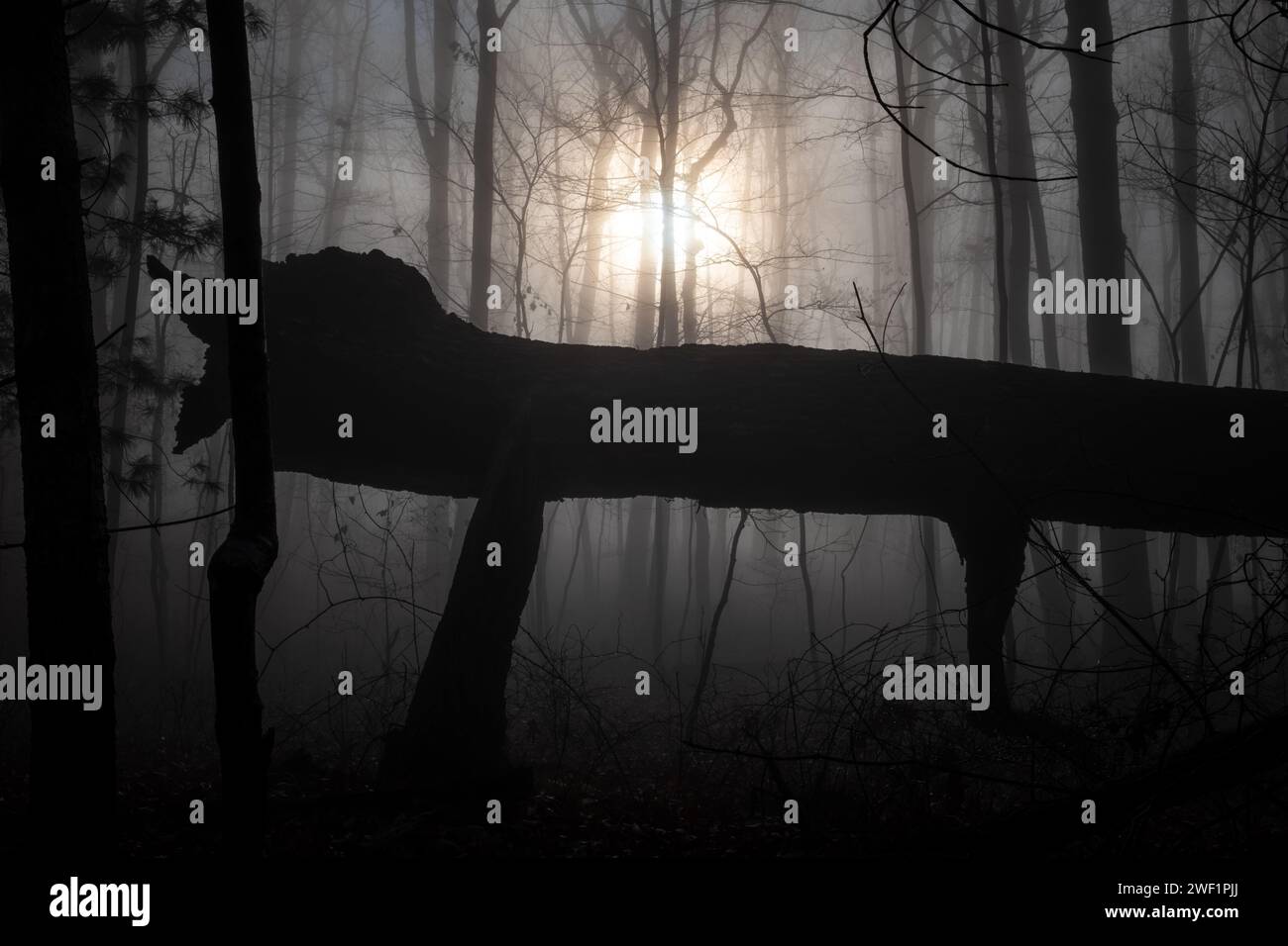 A fun haunting image of a downed tree, resembling a giant mysterious ...
