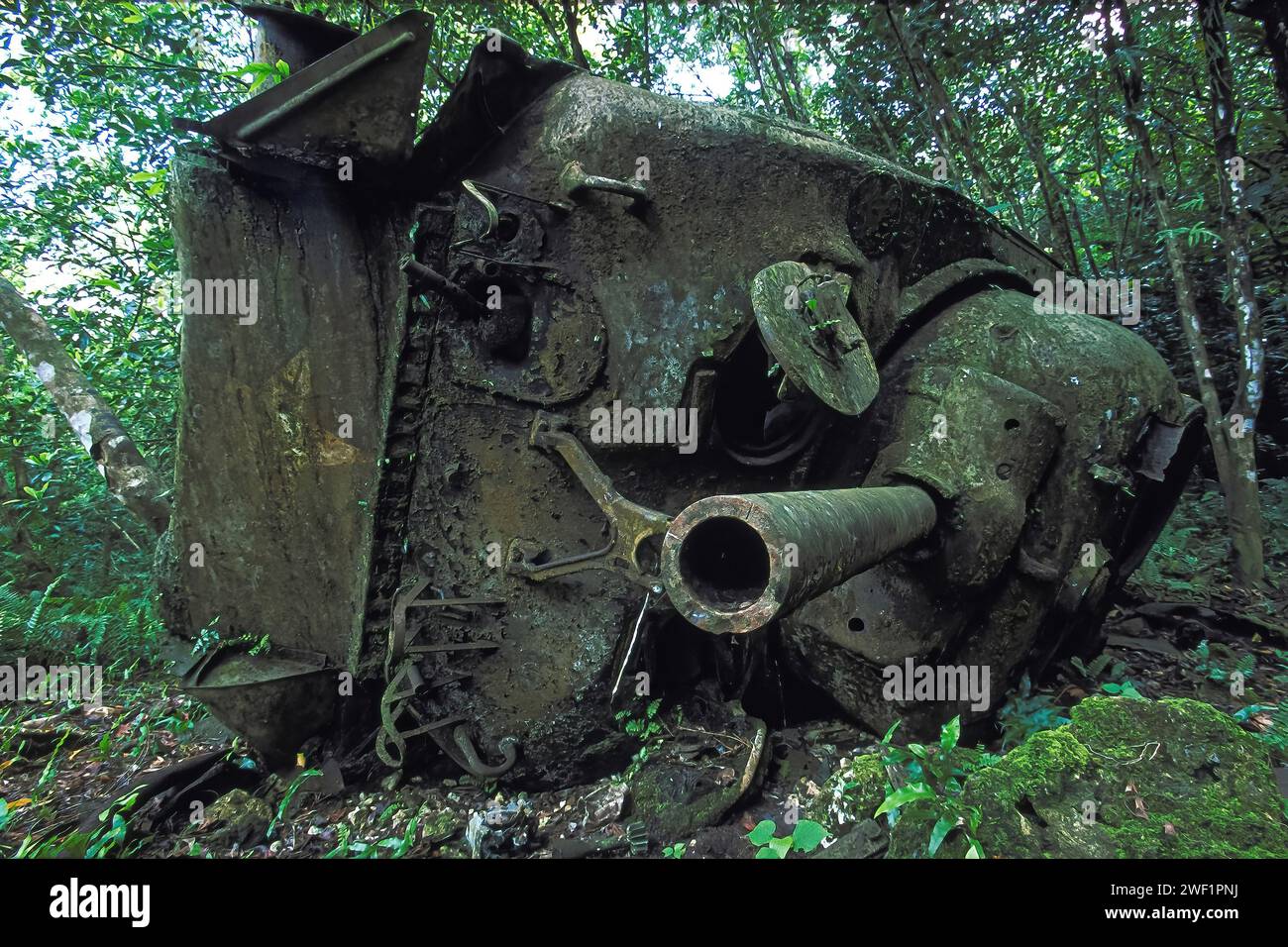 Destroyed WW2 US Sherman M4 tank in the jungle, Battle of Peleliu 1944, Pacific War, Peleliu, Palau Islands, Micronesia. Stock Photo