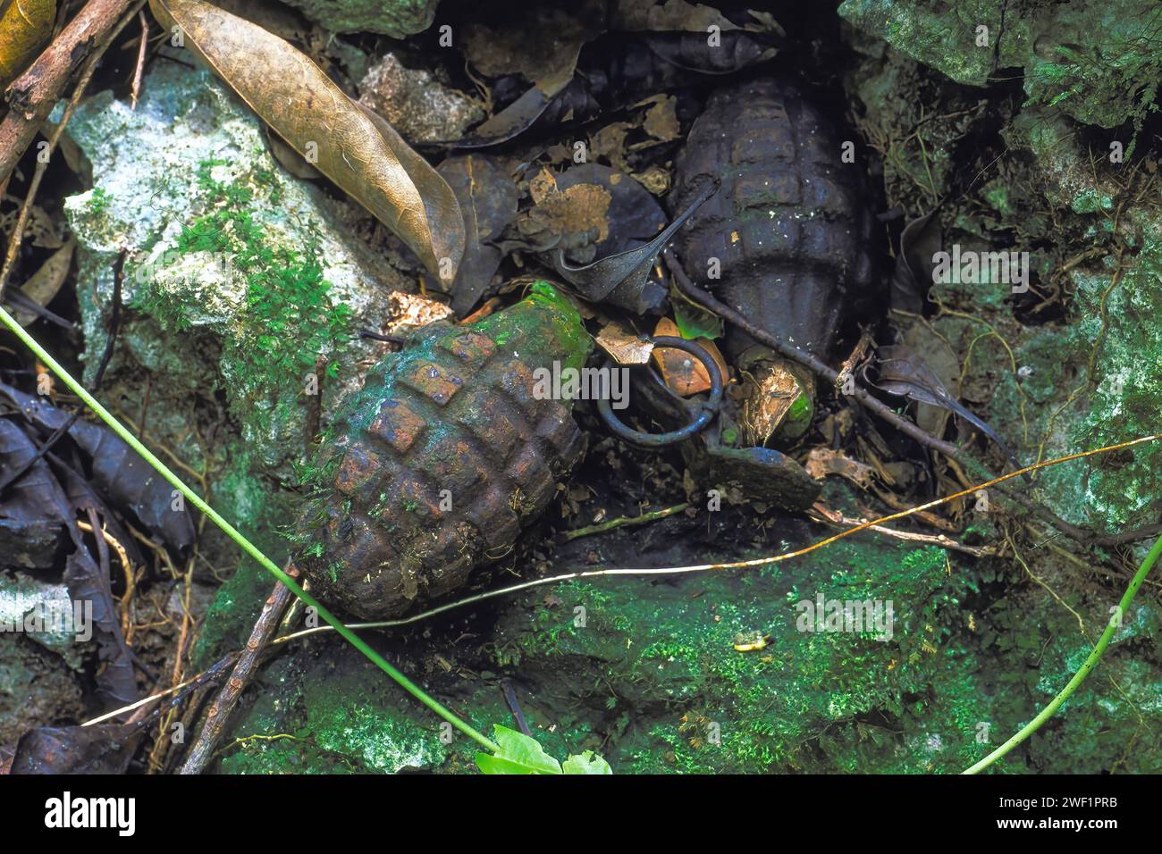 Abandoned WW2 American Mk 2 grenades left in the jungle since the 1944 Battle of Peleliu, Pacific War. Peleliu, Palau Islands, Micronesia Stock Photo