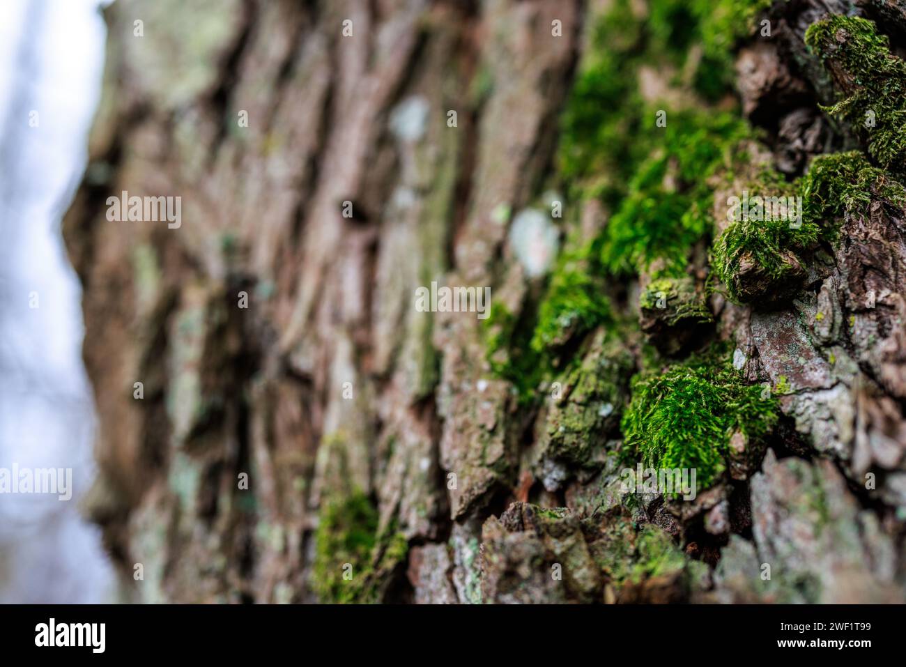 fresh green moss on a tree in a forest Stock Photo