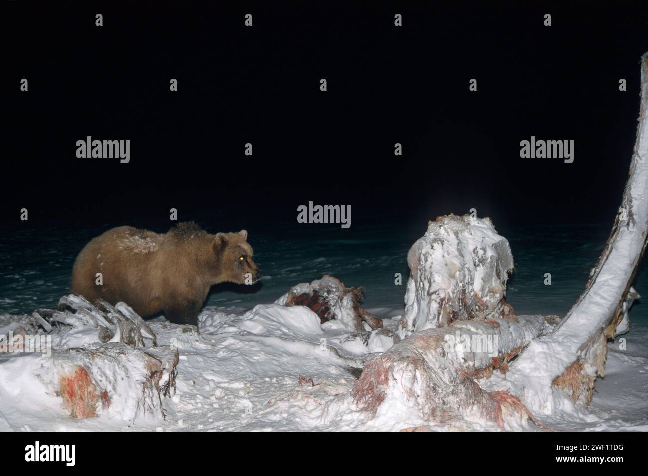 Brown Bear Ursus Arctos Grizzly Bear Ursus Horribils Scavenging On 
