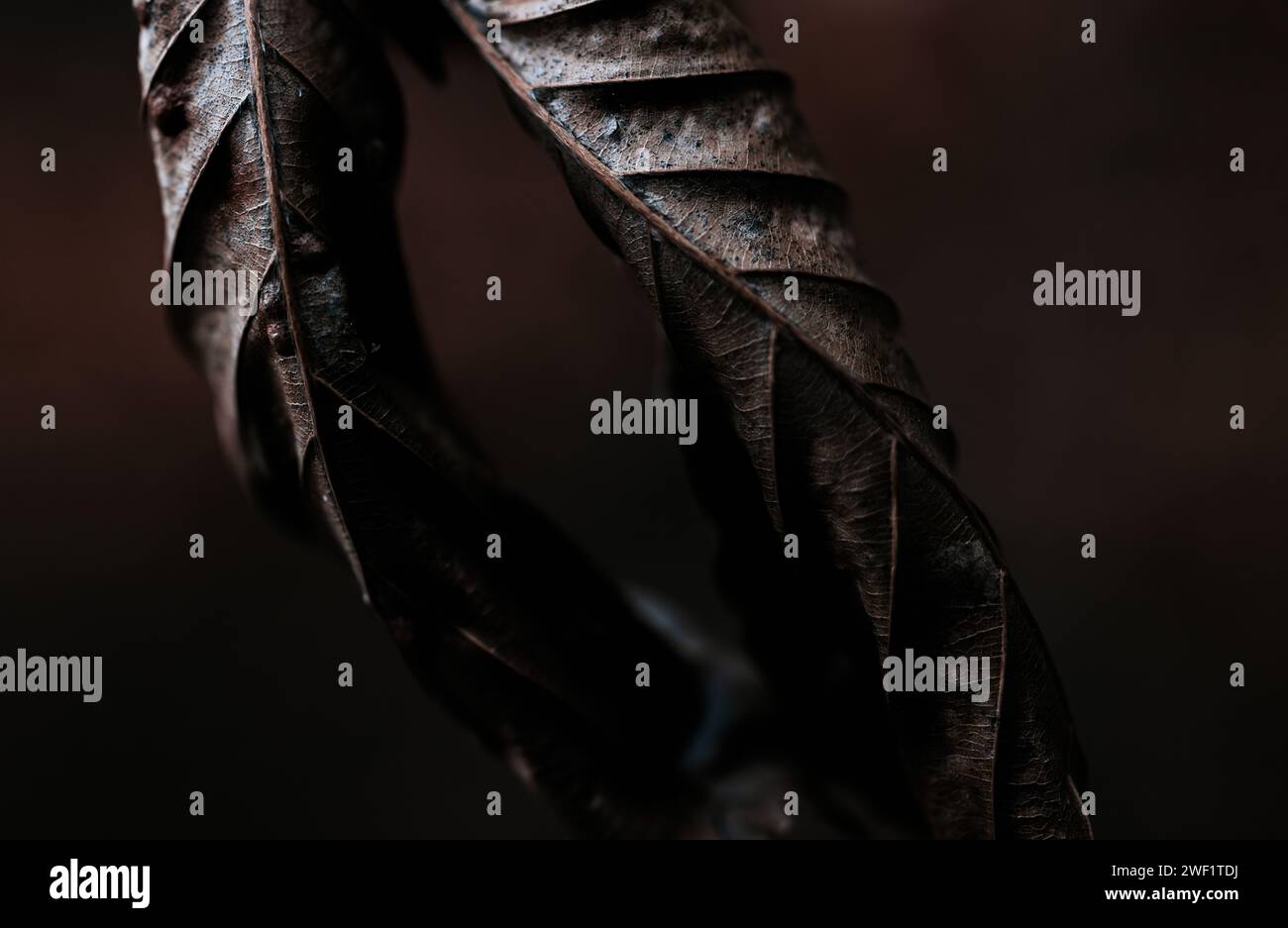Two leaves of fern on a tree hi-res stock photography and images - Alamy