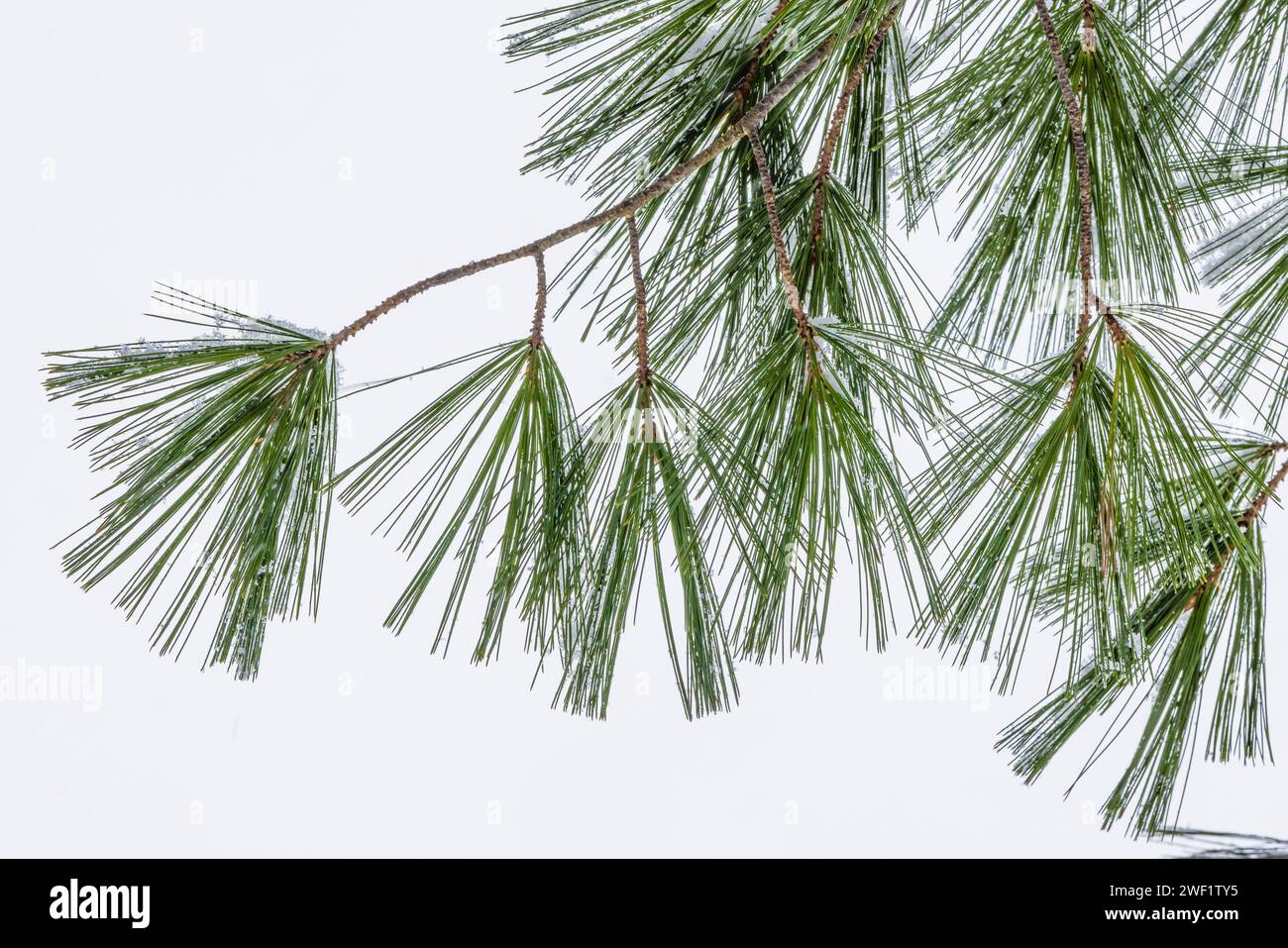 Eastern White Pine, Pinus strobus, needles with snow in winter in Mecosta County, Michigan, USA Stock Photo