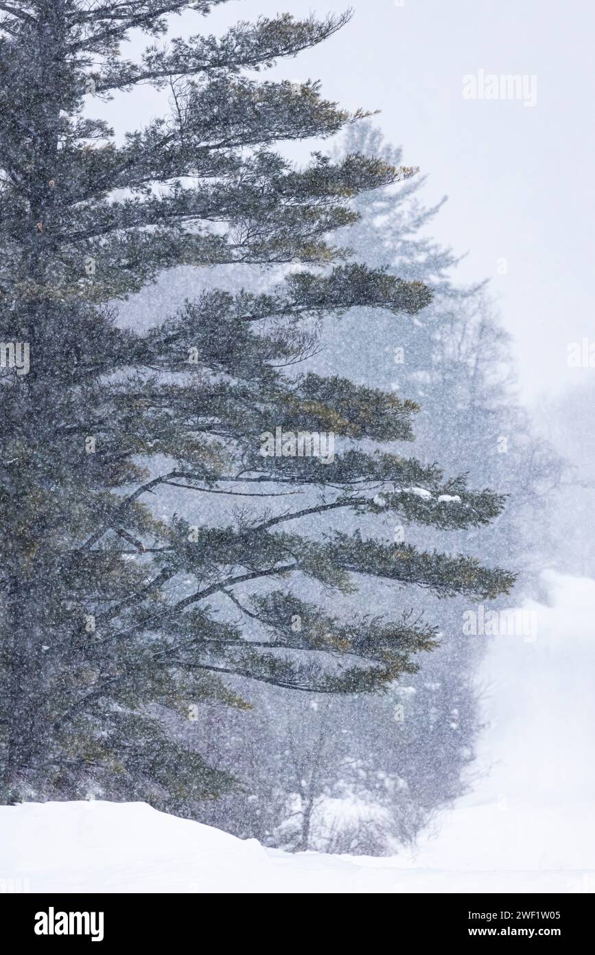 Eastern White Pine, Pinus strobus, tree duringwinter snowstorm along a back road in Mecosta County, Michigan, USA Stock Photo