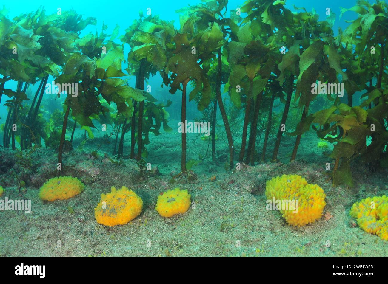 Row of loaf shaped yellow nipple sponges on flat rocky sea floor under canopy of kelp. Location: Leigh New Zealand Stock Photo