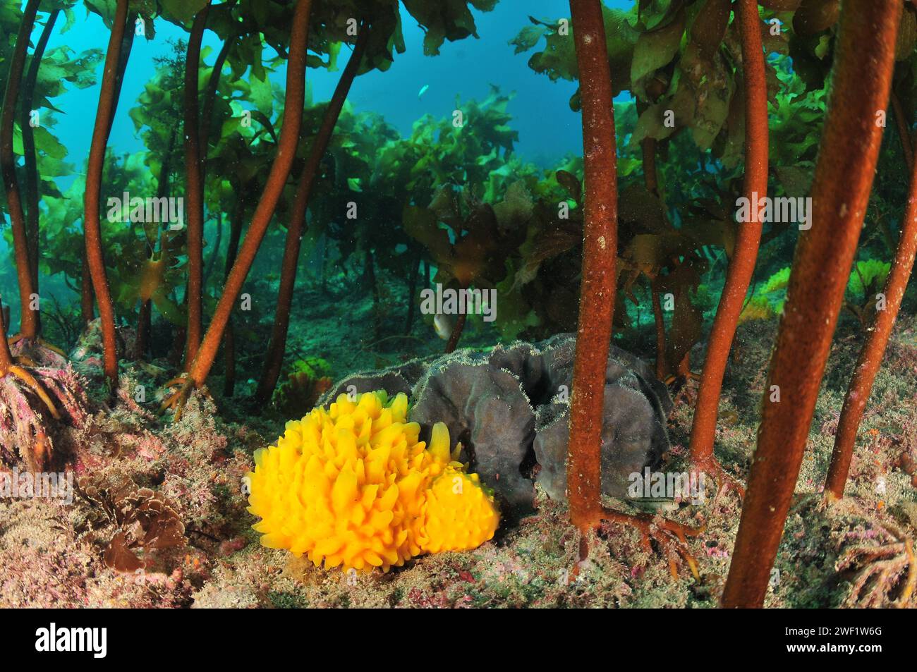Yellow and grey sponges on sea floor under kelp forest canopy. Location: Leigh New Zealand Stock Photo