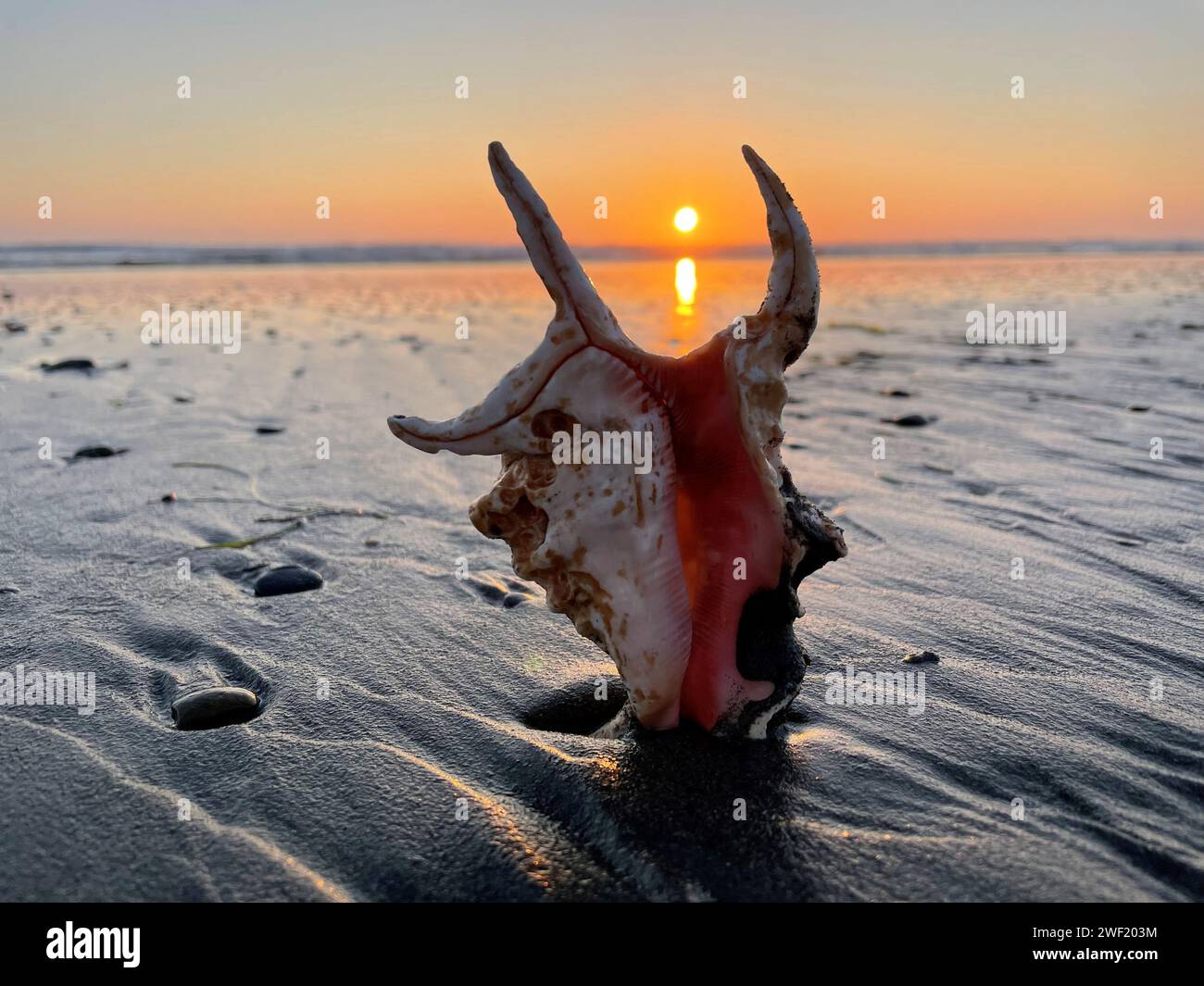A large colorful Conch Shell on a wet beach reflecting the sunset over the Pacific Ocean. Stock Photo