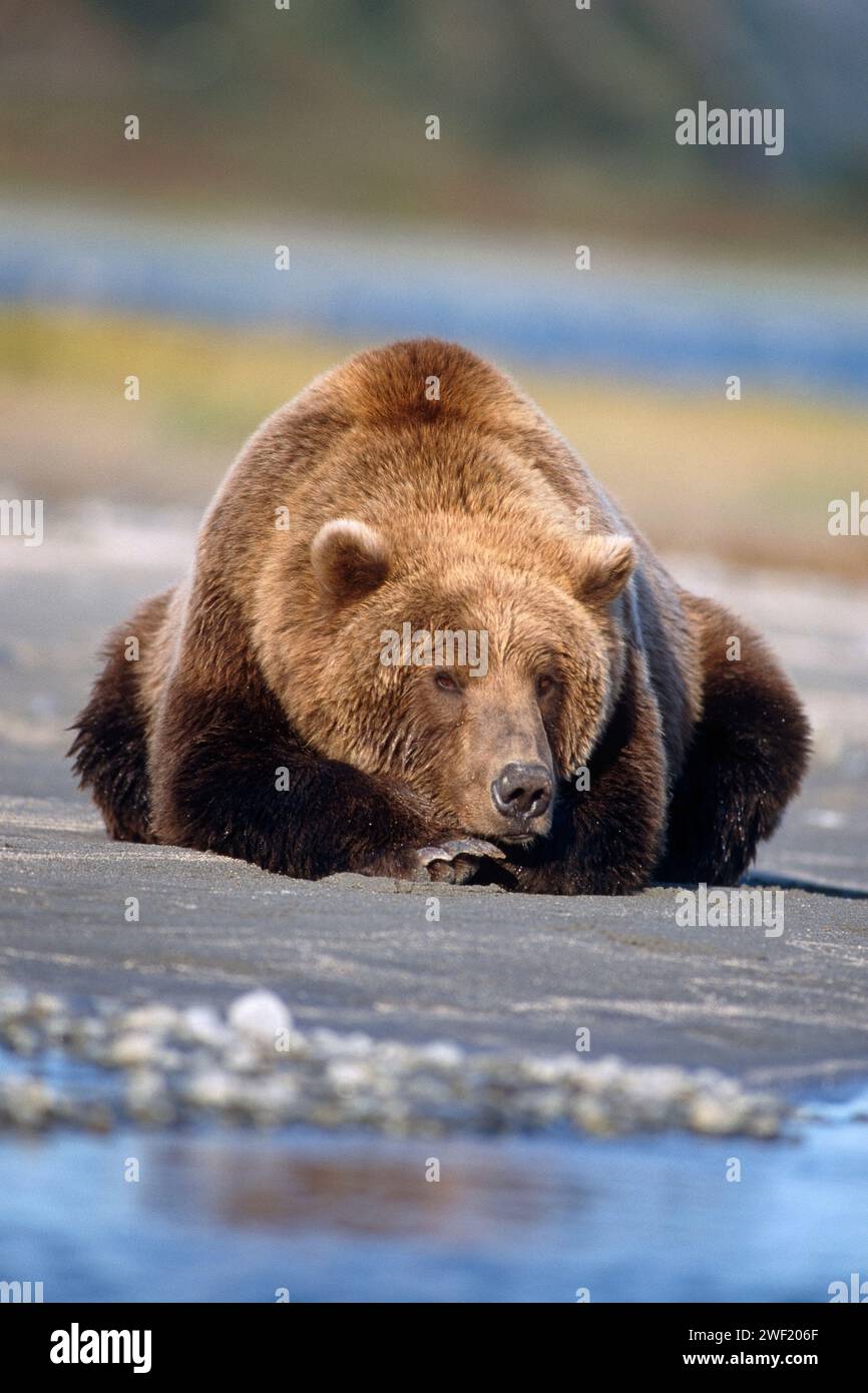 brown bear, Ursus arctos, grizzly bear, Ursus horribils, resting in a riverbed, east coast of Katmai National Park, Alaskan peninsula Stock Photo