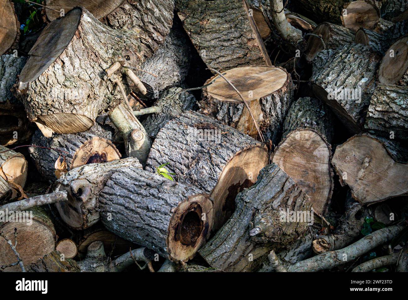 Log Pile Stock Photo
