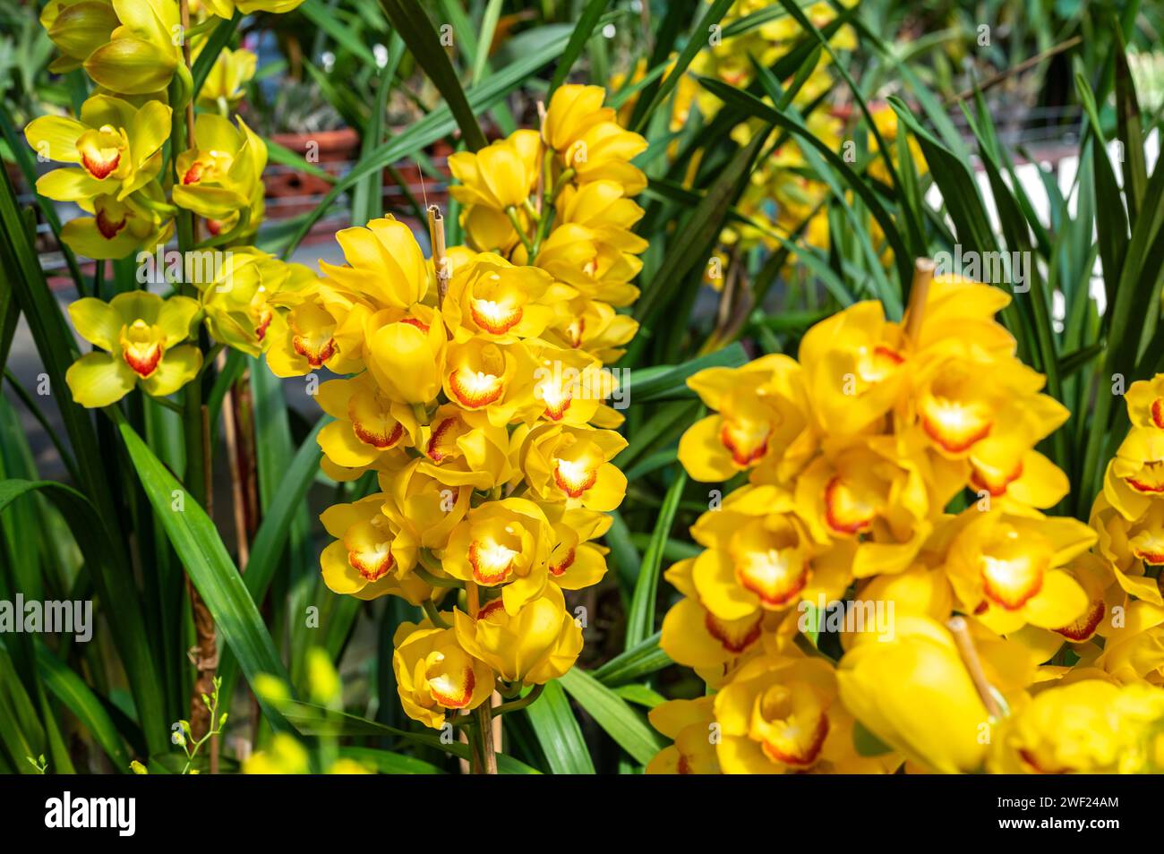 Orchids vibrant colors hi-res stock photography and images - Alamy