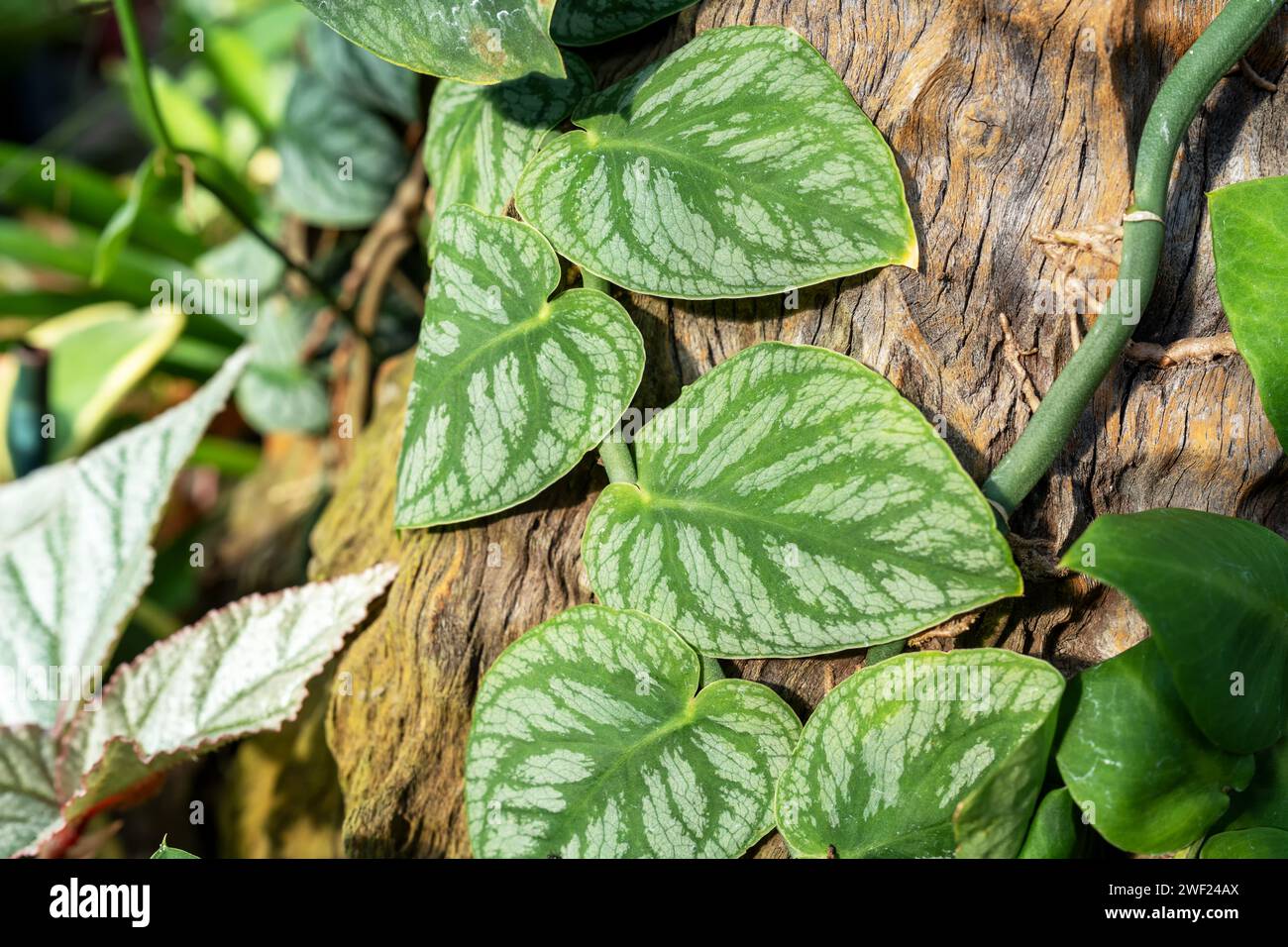 Monstera dubia hi-res stock photography and images - Alamy