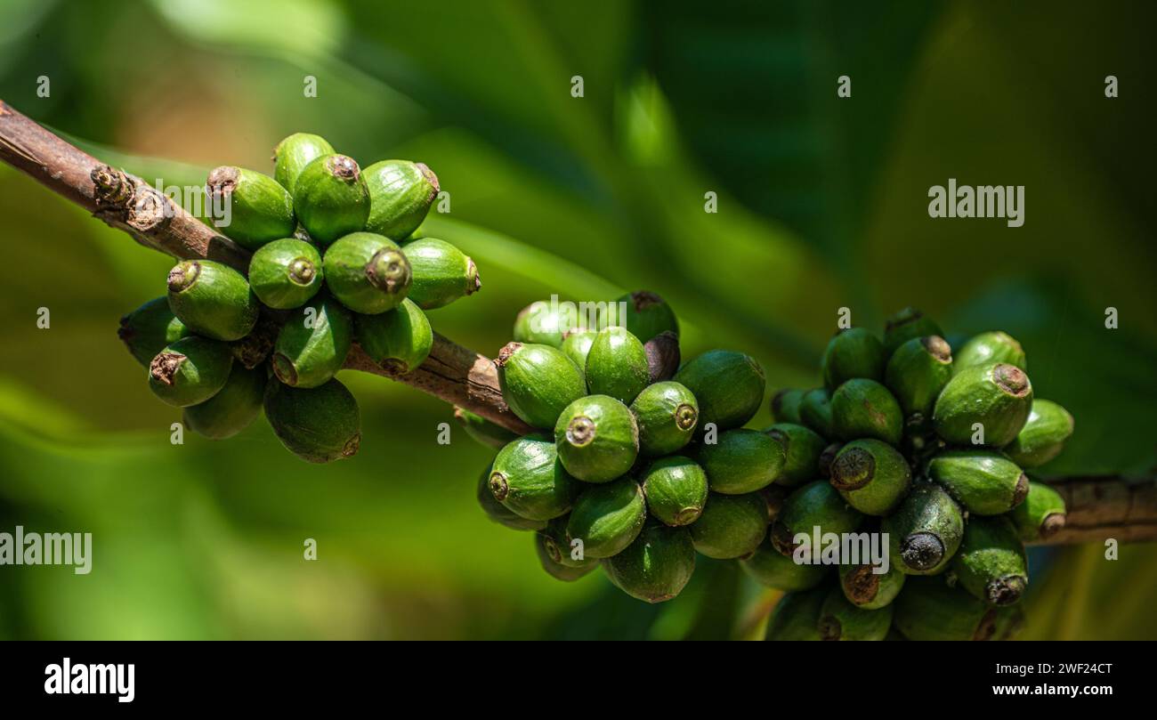 coffee fruits in various stages of ripening, flourishing amidst vibrant