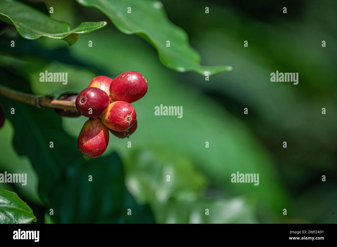 coffee fruits in various stages of ripening, flourishing amidst vibrant