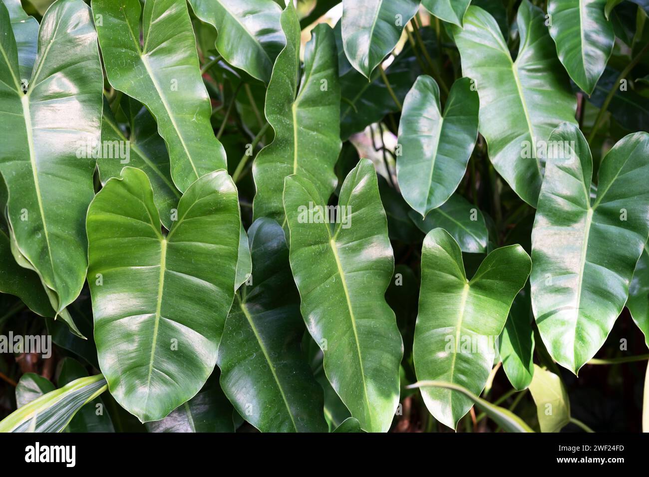 kentia palm plant Howea forsteriana (Kentia Palm)  Plant Material