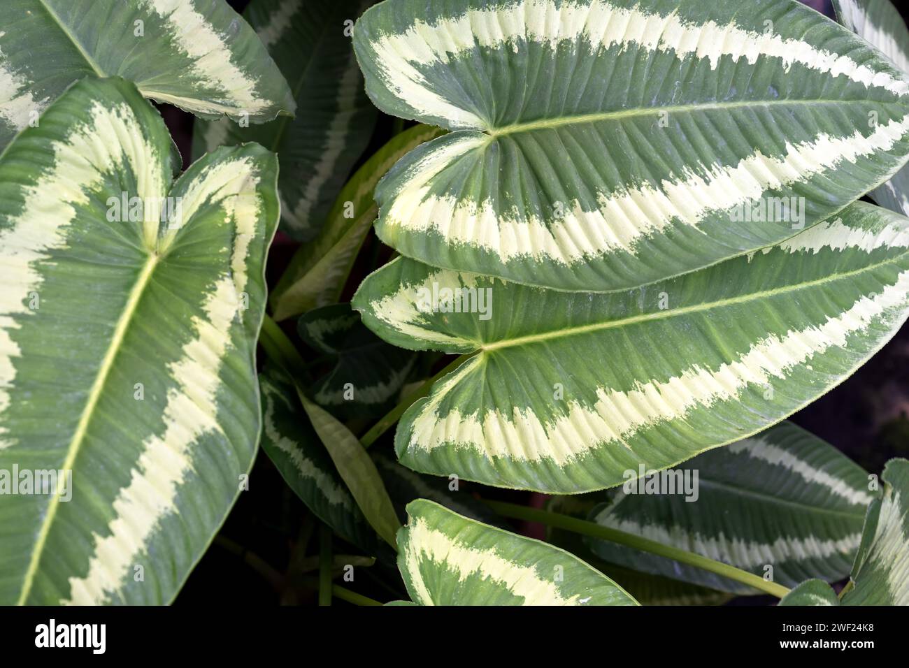 Close up of a leaves of Aglaonema Schismatoglottis Wallichii Painted Drop Tongue Stock Photo