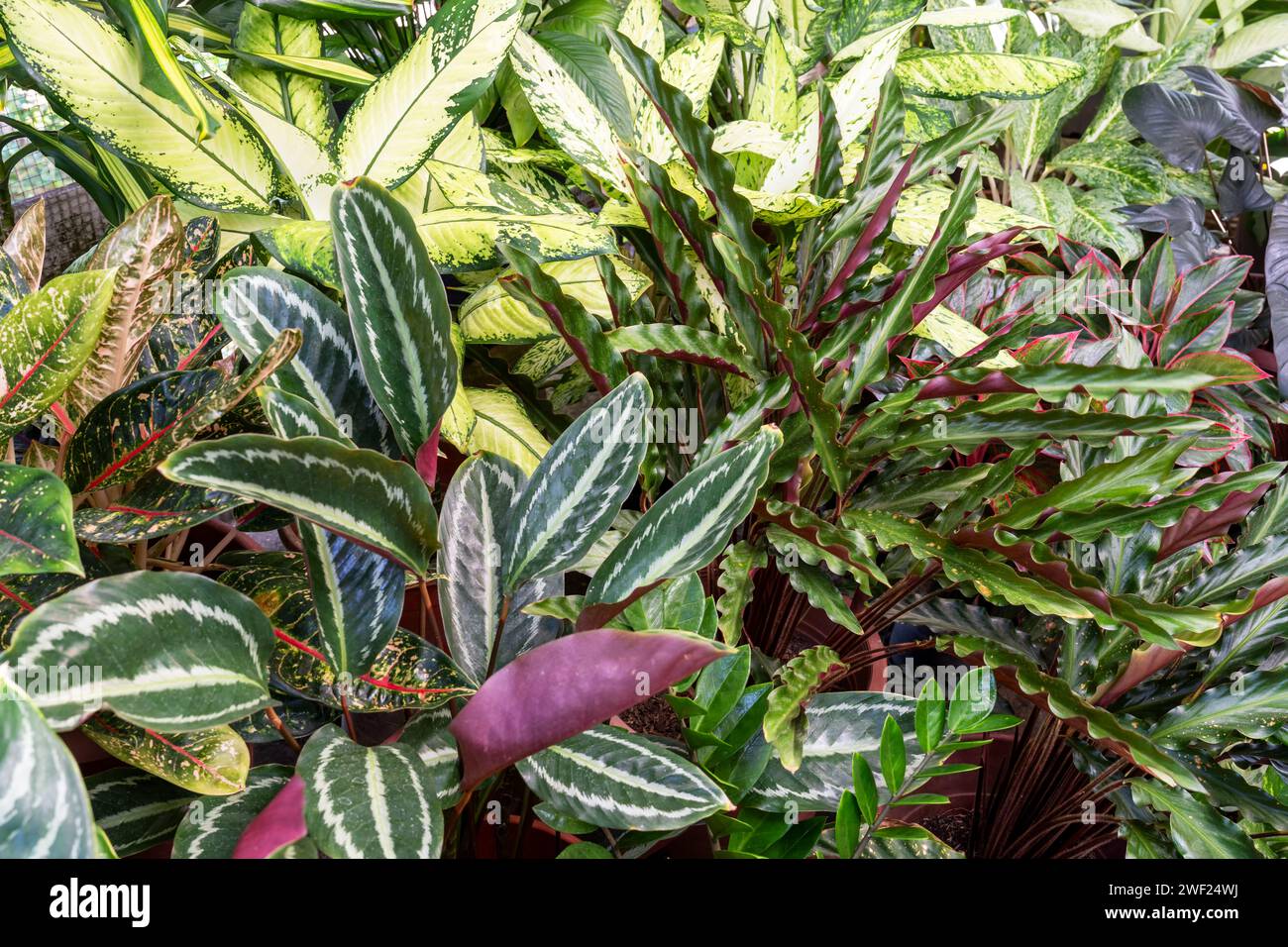 Calathea Prayer Plants Medallions and Evergreen Aglaonema plant backgrounds Stock Photo