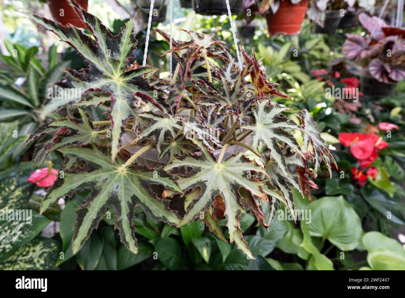 Close up of Begonia Star Shaped Heracleifolia Nigricans palmate leave Stock Photo