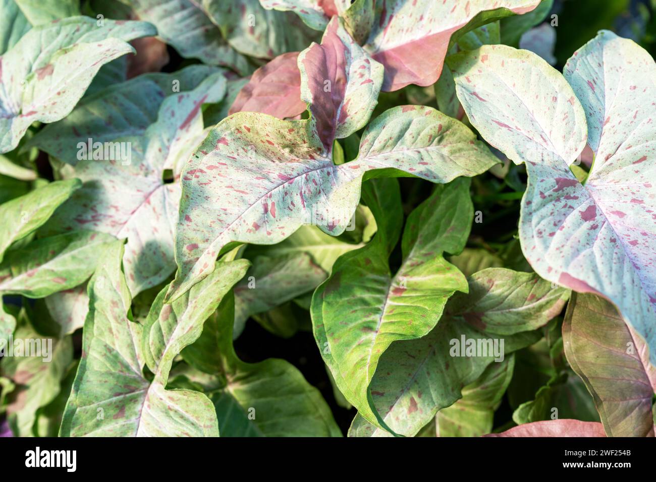 Close up of Syngonium Podophyllum Milk Confetti Leaves Stock Photo