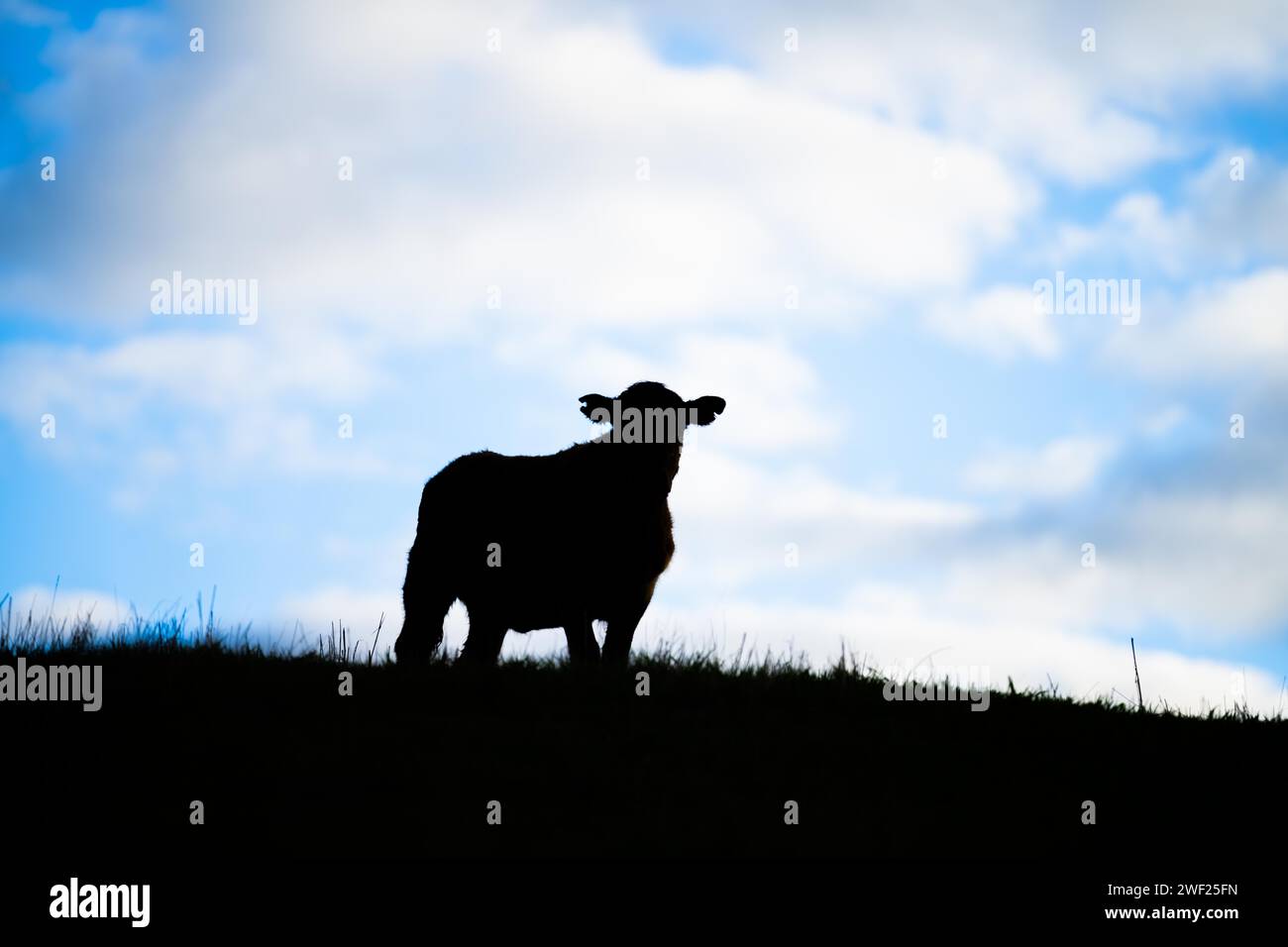 silhouette of a cow standing on a hill grazing in a field with blue sky ...