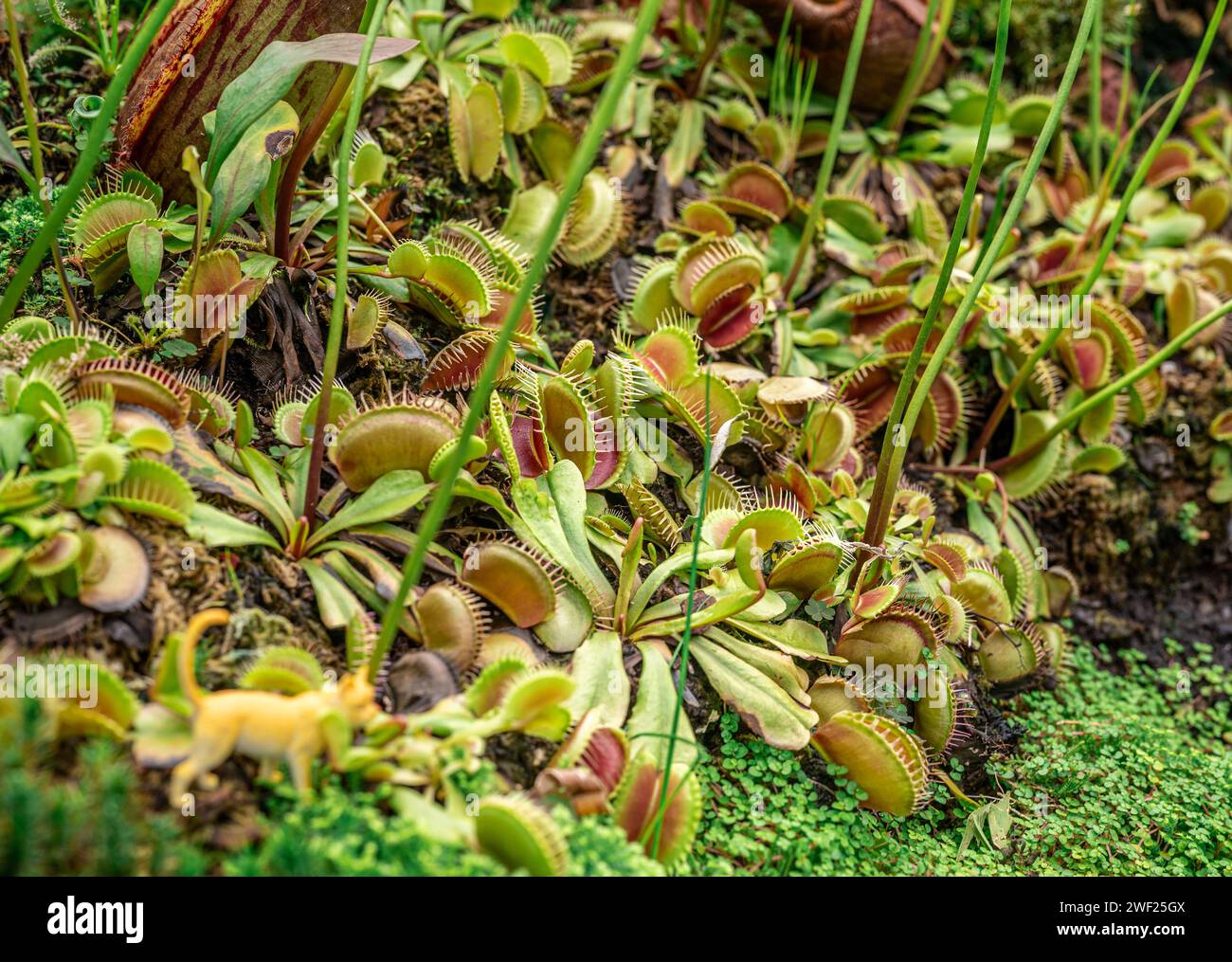 Dionaea, iconic Venus flytrap. vivid colors, and carnivorous nature