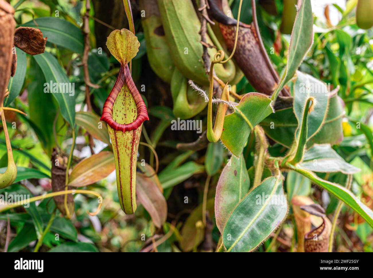 Intriguing Carnivorous Nepenthes, predatory plant species, is depicted with its specialized pitcher traps. detailed structure predatory nature of this Stock Photo