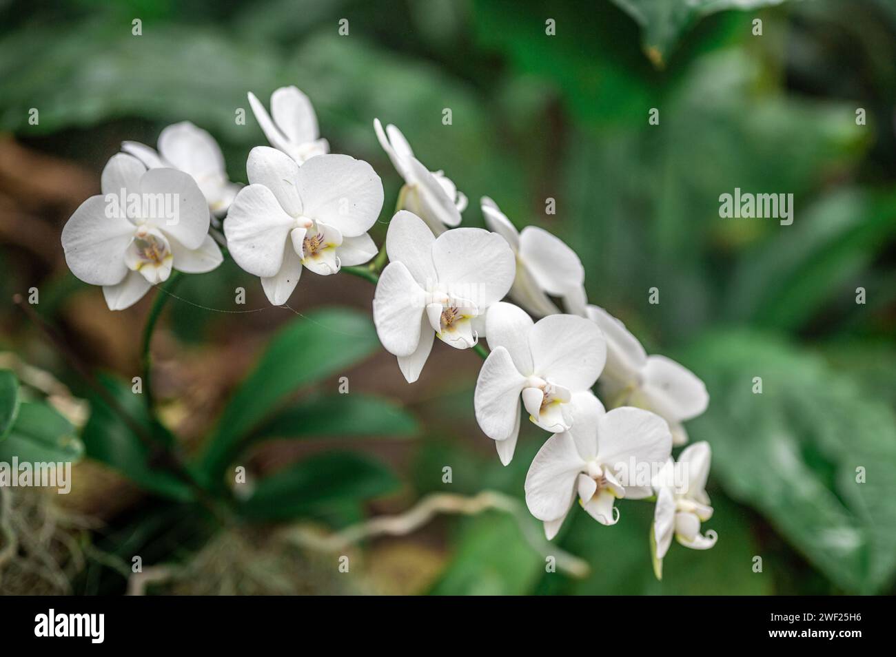 Tropical white orchids. orchids bloom. intricate details of petals and