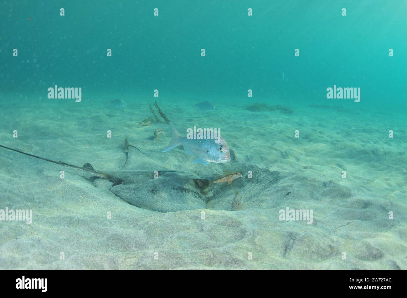 New Zealand eagle ray digging in sand in shallow water in evening light. Location: Leigh New Zealand Stock Photo