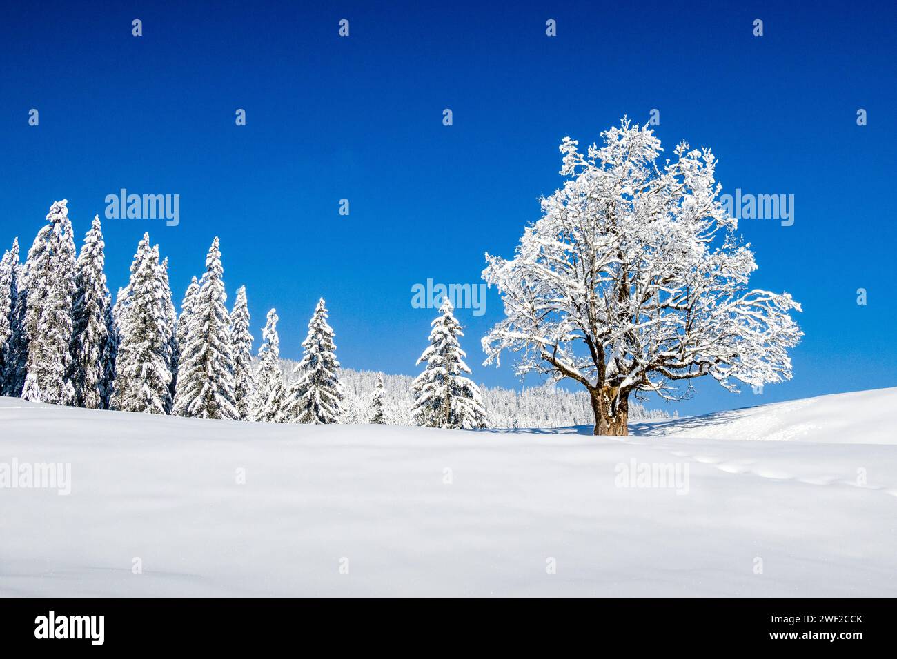 A solitary snow-covered oak tree in a winter landscape in Kleinwalsertal valley, snow-covered pine trees of a forest in the distance. Mittelberg Vorar Stock Photo