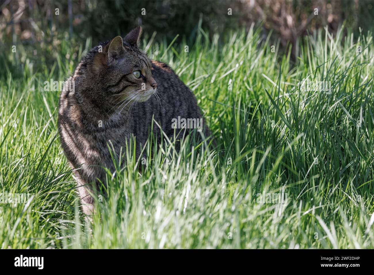 Scottish Wildcat [ Felis silvestris ] captive animal at the Westcountry Wildlife Photography Centre in Devon Stock Photo