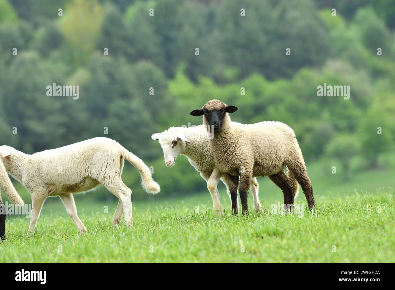 domestic sheep walks on a meadow and eats grass Stock Photo - Alamy