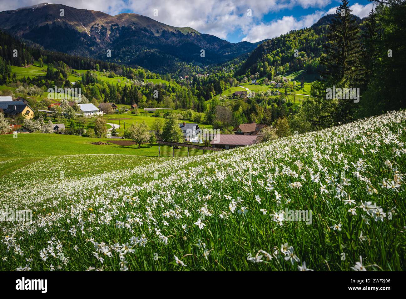 Beautiful flowery hill in the gardens with blooming white daffodils. Majestic seasonal flowering landscape with fragrant daffodils near small alpine v Stock Photo