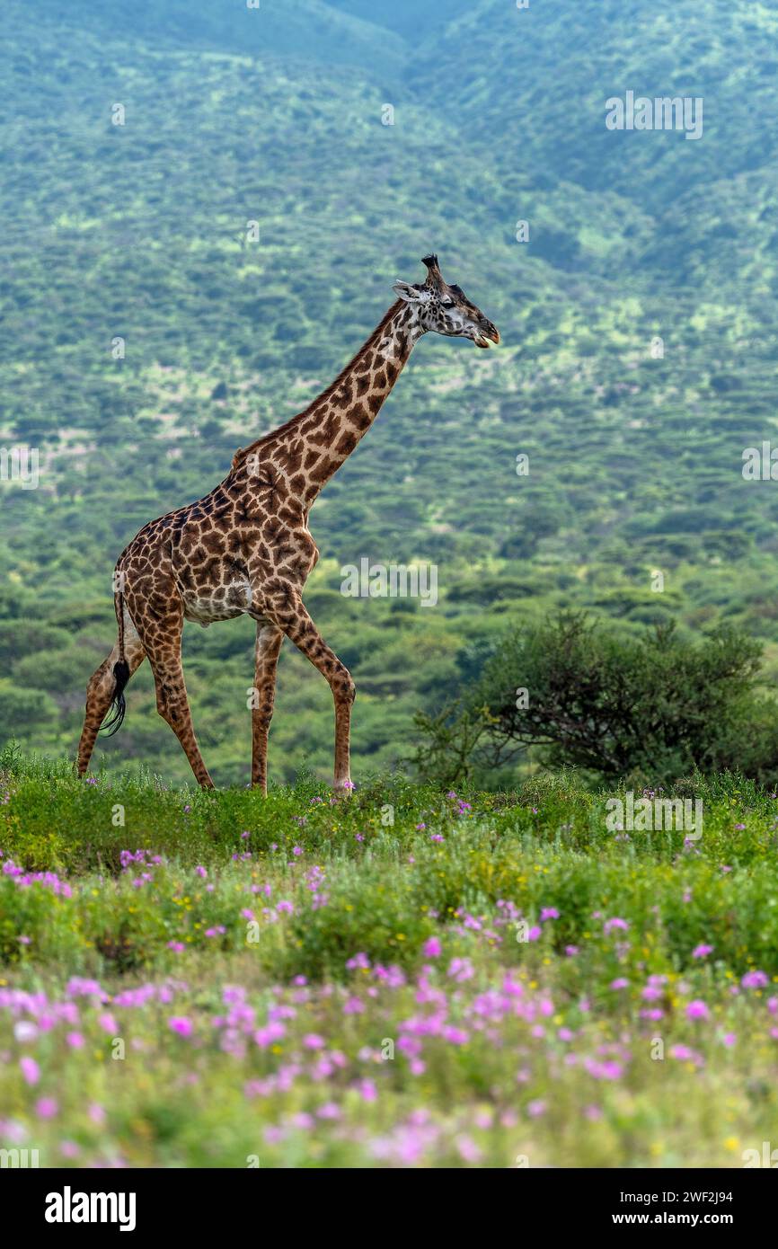 A young Masai giraffe walks through the flowering savannah against the backdrop of rolling hills of Ngorongoro Conservation Area Stock Photo