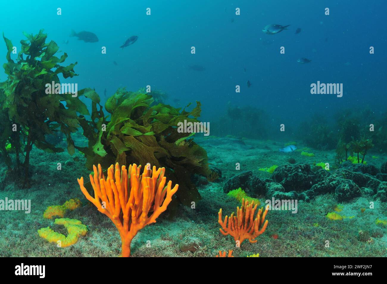 Colourful orange finger sponges at seaweeds with demoiselles swimming above. Location: Leigh New Zealand Stock Photo