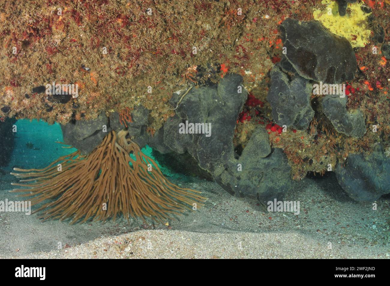 Large brown finger sponge upside down under arch sweeping sandy bottom. Location: Leigh New Zealand Stock Photo
