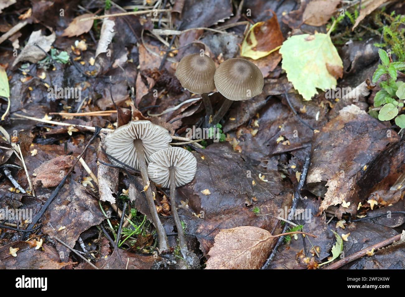 Entoloma juncinum, a pinkgill mushroom from Finland, no common English name Stock Photo