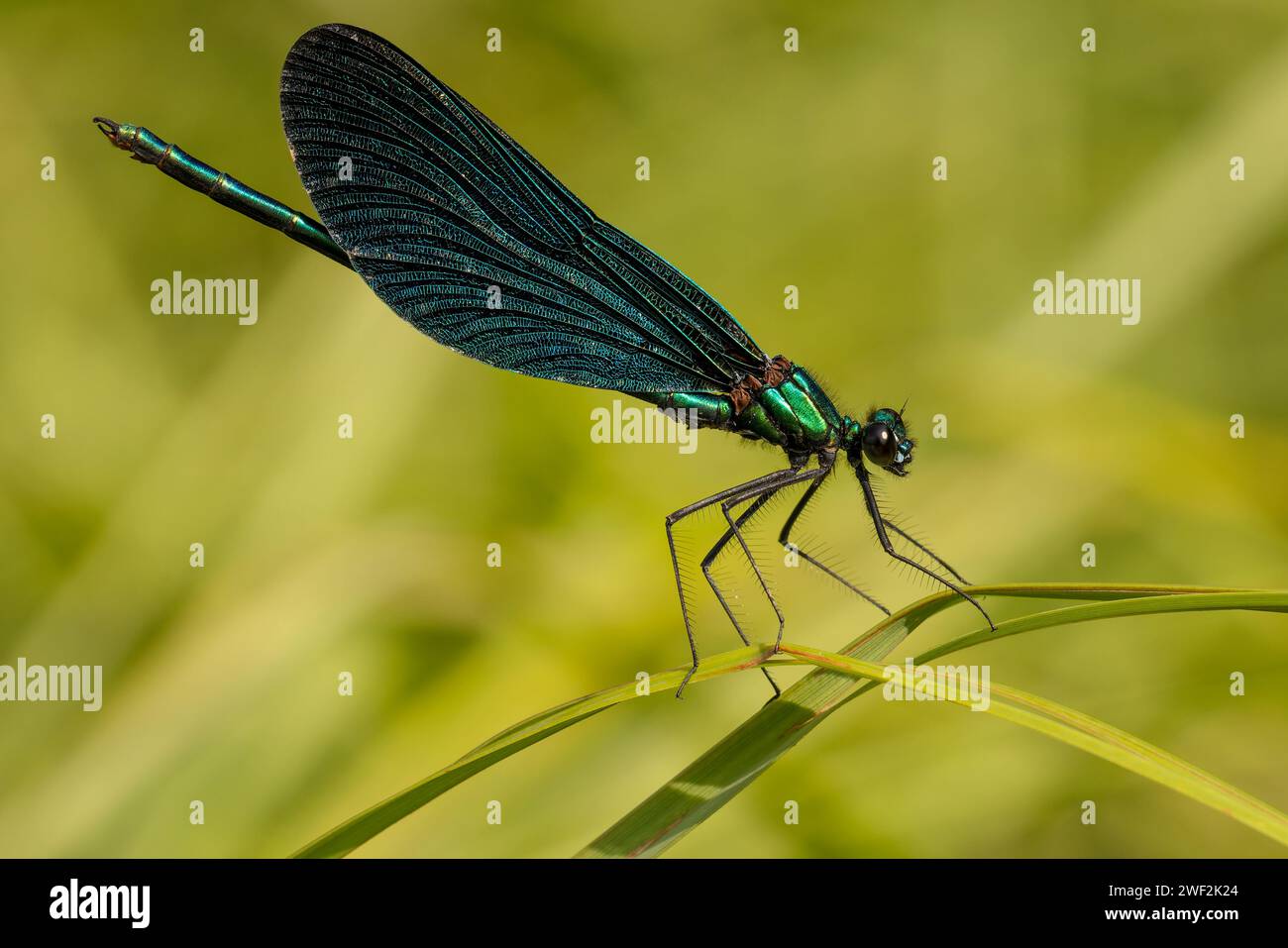 Blue dragonfly perched on blade of grass Stock Photo - Alamy