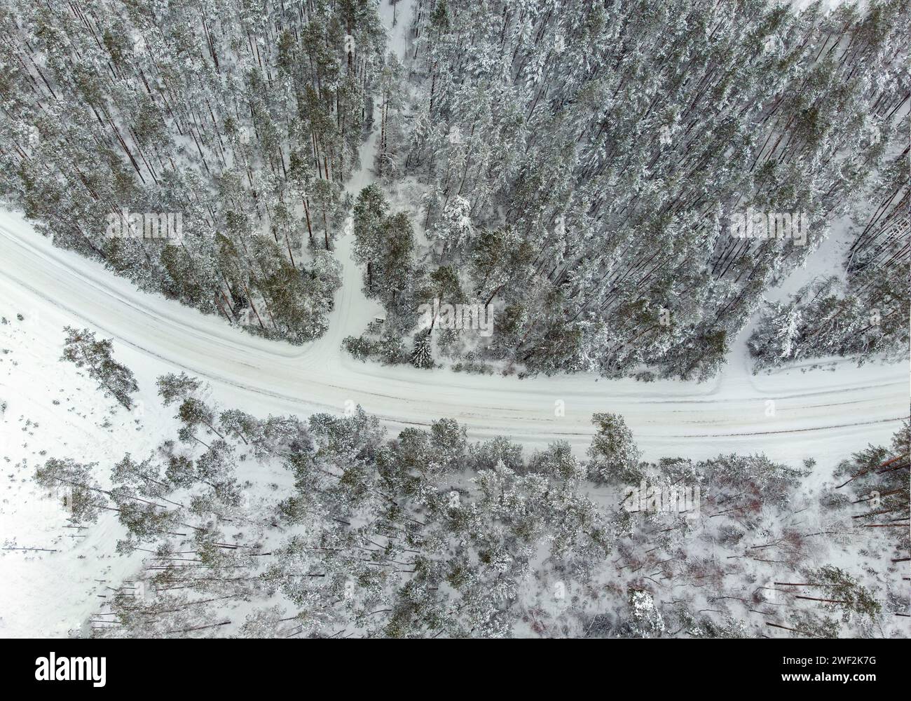 Road bend in winter surrounded by forest, Lithuania Stock Photo