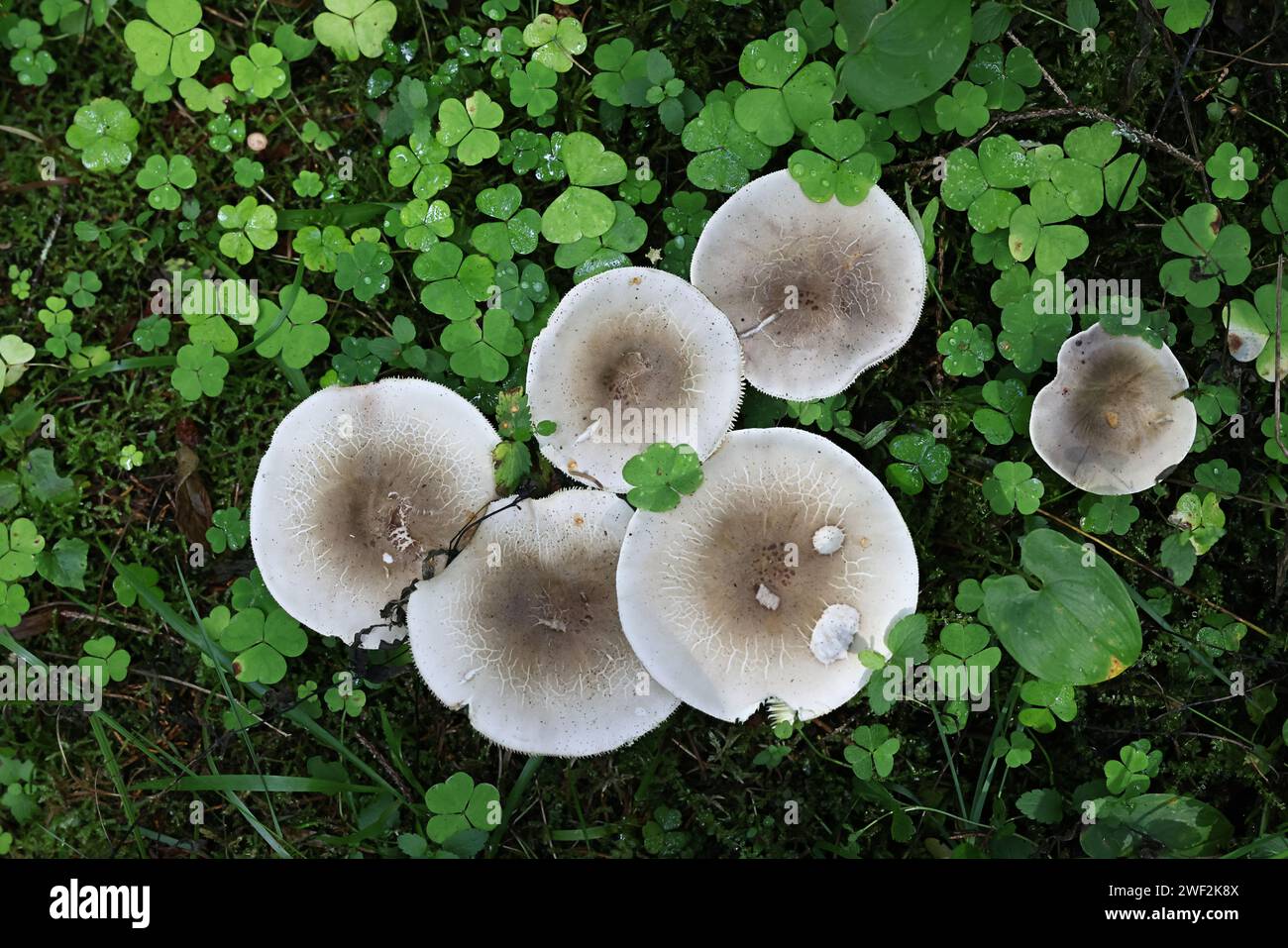 Clitocybe nebularis, known as clouded agaric or cloud funnel, wild edible mushrooms from Finland Stock Photo