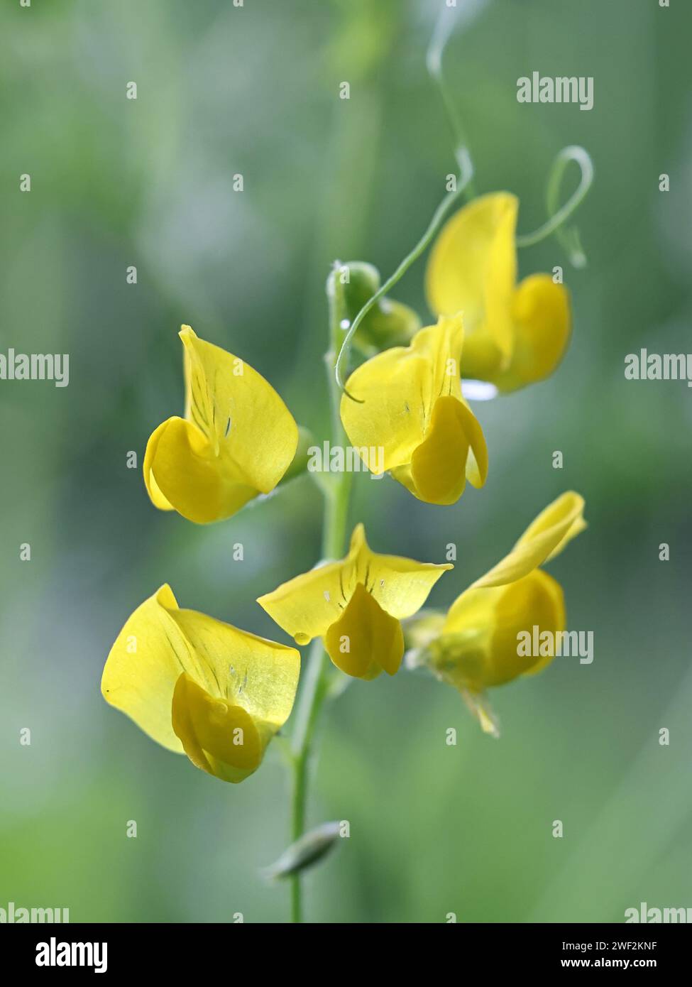 Meadow Vetchling, Lathyrus pratensis, also known as Meadow pea or Meadow pea-vine, wild flowering plant from Finland Stock Photo