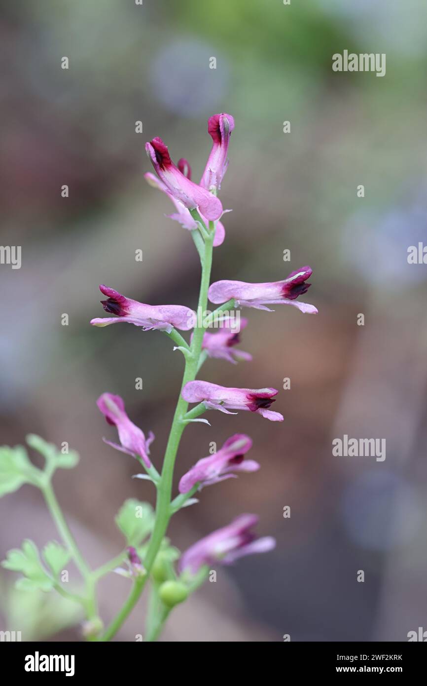 Fumaria officinalis, commonly known as earth smoke or common fumitory, wild flowering plant from Finland Stock Photo